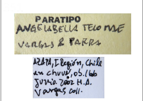 /filer/webapps/moths_gc/media/images/T/tecomae_Angelabella_HT_MZUC_Label.jpg