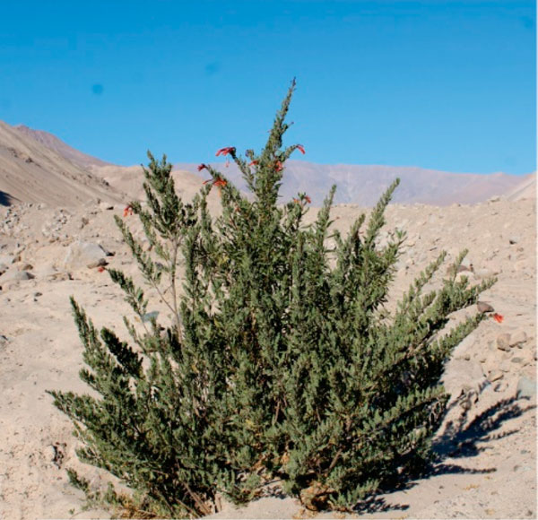 /filer/webapps/moths_gc/media/images/T/tecomae_Angelabella_Host-plant_Vargas-Ortiz-et-al_2020_2.jpg