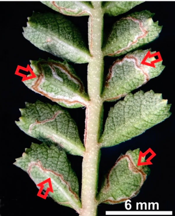 /filer/webapps/moths_gc/media/images/T/tecomae_Angelabella_Mine_Vargas-Ortiz-et-al_2020_2.jpg