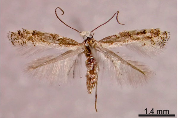 /filer/webapps/moths_gc/media/images/T/tecomae_Angelabella_Vargas-Ortiz-et-al_2020_2.jpg
