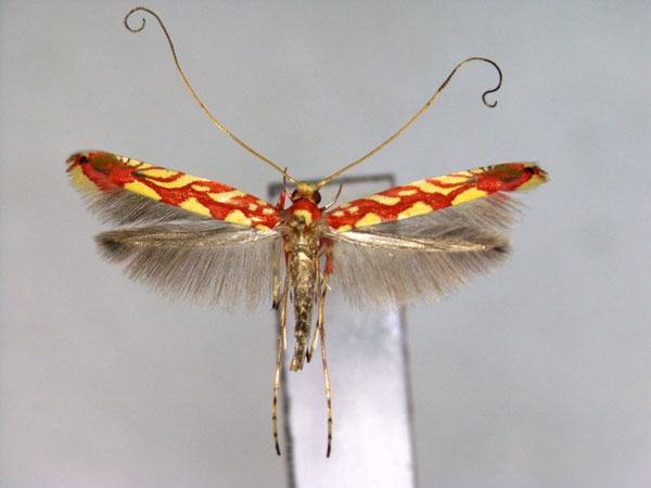 /filer/webapps/moths_gc/media/images/T/tegulata_Macarostola_A_EIHU.jpg