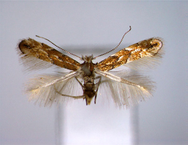 /filer/webapps/moths_gc/media/images/T/tenebriosa_Phyllonorycter_A_EIHU.jpg