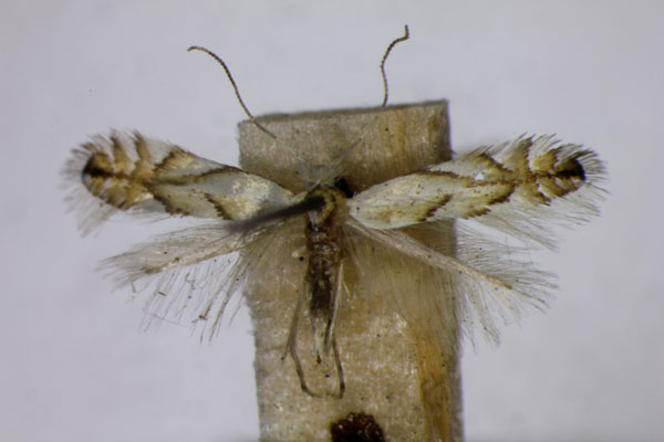 /filer/webapps/moths_gc/media/images/T/tenerella_Phyllonorycter_A_BMNH.jpg