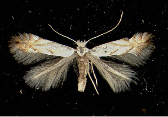 /filer/webapps/moths_gc/media/images/T/tenerella_Phyllonorycter_A_SanktGallen11041946_MHNG.jpg