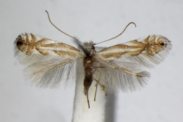 /filer/webapps/moths_gc/media/images/T/tenerella_Phyllonorycter_A_ZSM.jpg