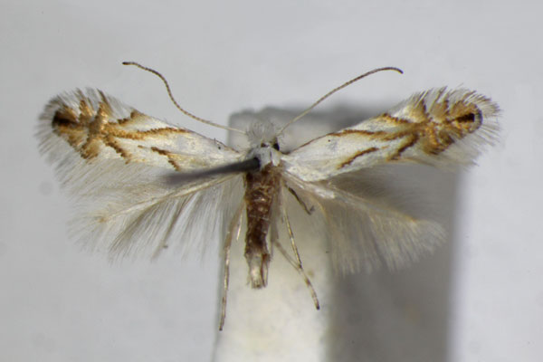 /filer/webapps/moths_gc/media/images/T/tenerella_Phyllonorycter_A_ZSM_2.jpg