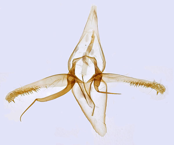 /filer/webapps/moths_gc/media/images/T/tenerella_Phyllonorycter_GM_Hall.jpg