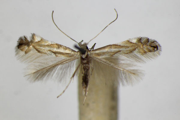 /filer/webapps/moths_gc/media/images/T/tenerella_tenella_Phyllonorycter_A_ZSM.jpg