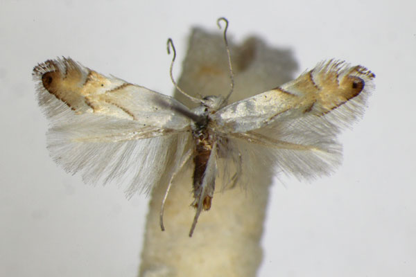 /filer/webapps/moths_gc/media/images/T/tenerella_tenella_Phyllonorycter_A_ZSM_2.jpg