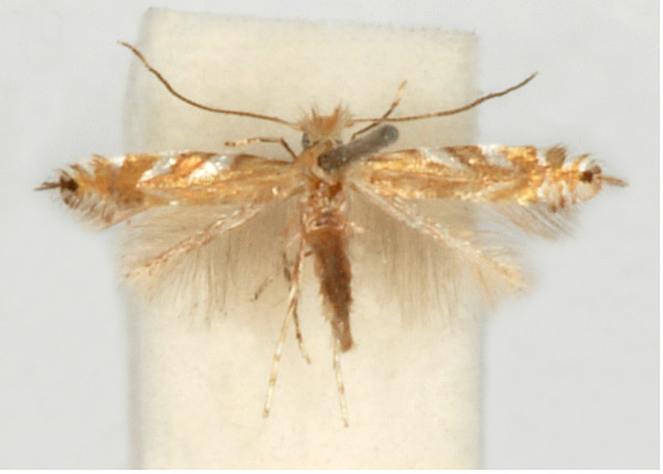 /filer/webapps/moths_gc/media/images/T/tenuicaudella_Phyllonorycter_HT_GAMNH.jpg