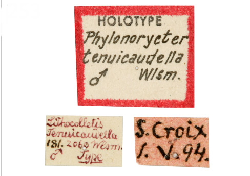 /filer/webapps/moths_gc/media/images/T/tenuicaudella_Phyllonorycter_HT_GAMNH_Label.jpg