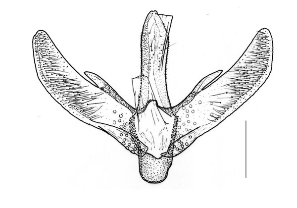 /filer/webapps/moths_gc/media/images/T/tephrosiella_Phodoryctis_GM_Triberti-etal_2024_40.jpg