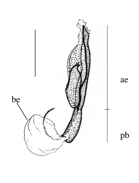 /filer/webapps/moths_gc/media/images/T/tephrosiella_Phodoryctis_aedeagus_Triberti-etal_2024_40.jpg