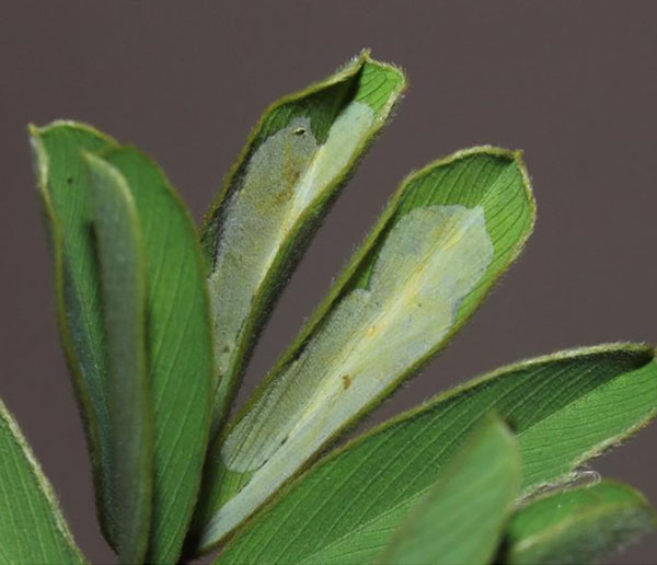 /filer/webapps/moths_gc/media/images/T/tephrosiella_Phodoryctis_mine_Triberti-etal_2024_48.jpg