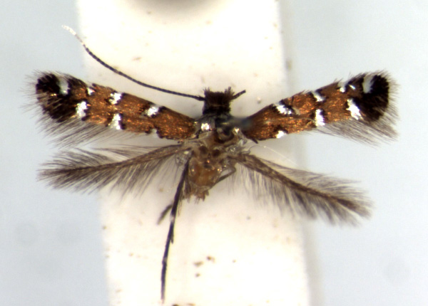 /filer/webapps/moths_gc/media/images/T/teramni_Porphyrosela_AM_RMCA.jpg