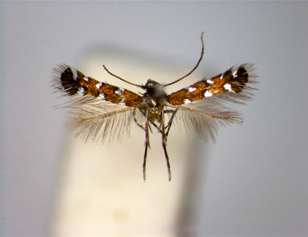 /filer/webapps/moths_gc/media/images/T/teramni_Porphyrosela_A_EIHU.jpg
