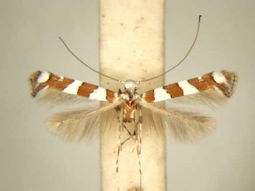 /filer/webapps/moths_gc/media/images/T/terminalina_Acrocercops_PT_TMSA6194.jpg