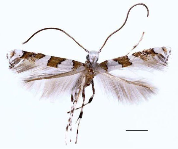/filer/webapps/moths_gc/media/images/T/terminalina_Cryptolectica_AM_RBINS.jpg