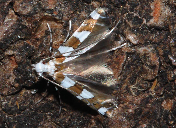/filer/webapps/moths_gc/media/images/T/terminalina_Cryptolectica_A_Triberti-etal_2024-33.jpg