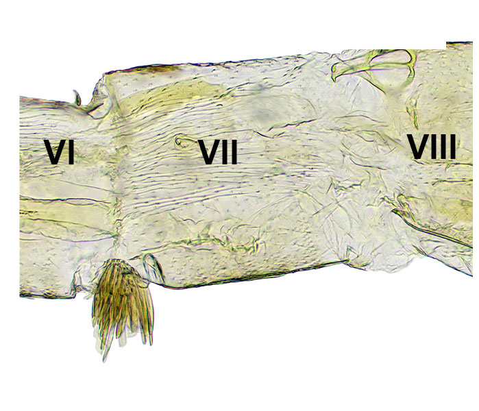 /filer/webapps/moths_gc/media/images/T/terminalina_Cryptolectica_abdomen2_Sruoga-et-De-Prins_2023_88.jpg