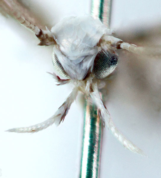 /filer/webapps/moths_gc/media/images/T/terminalina_Cryptolectica_head_Sruoga-et-De-Prins_2023_88.jpg