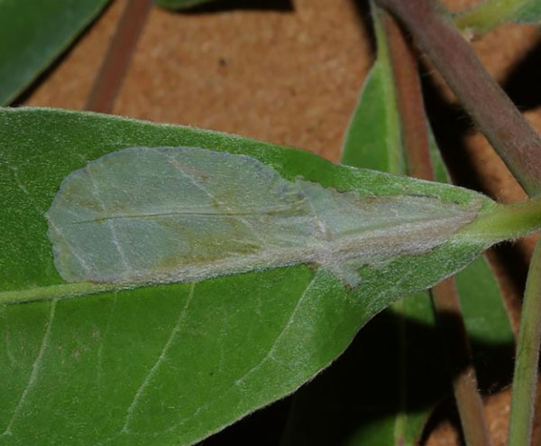 /filer/webapps/moths_gc/media/images/T/terminalina_Cryptolectica_mine_Triberti-etal_2024_46.jpg