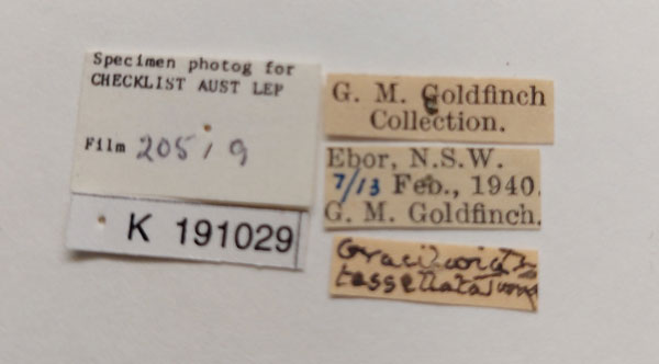 /filer/webapps/moths_gc/media/images/T/tesselata_Aspilapteryx_ST_AMS_label.jpg