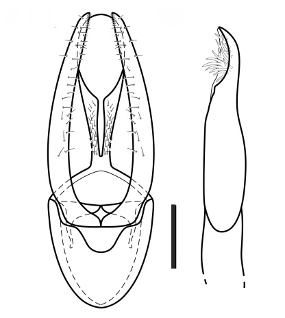 /filer/webapps/moths_gc/media/images/T/tethys_Phyllocnistis_A_GM_DZUP.jpg
