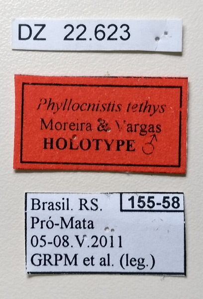 /filer/webapps/moths_gc/media/images/T/tethys_Phyllocnistis_HT_Labels_DZUP.jpg