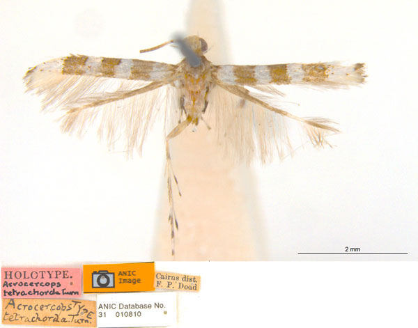 /filer/webapps/moths_gc/media/images/T/tetrachorda_Acrocercops_HT_ANIC.jpg