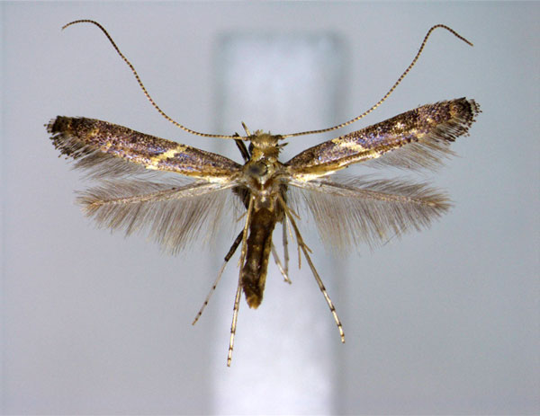 /filer/webapps/moths_gc/media/images/T/teucra_Caloptilia_A_EIHU.jpg