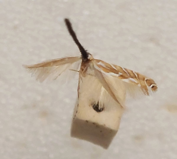 /filer/webapps/moths_gc/media/images/T/thalassias_Aristaeae_A_AMS.jpg