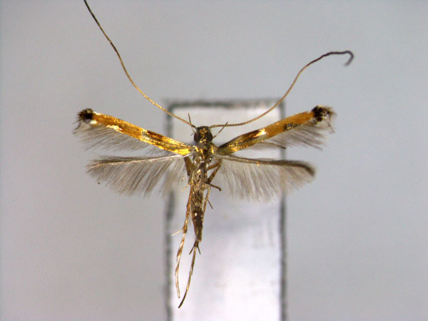 /filer/webapps/moths_gc/media/images/T/thapai_Chrysocercops_PT_EIHU.jpg