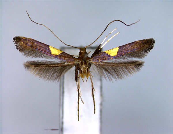 /filer/webapps/moths_gc/media/images/T/theivora_Caloptilia_A_2_EIHU.jpg