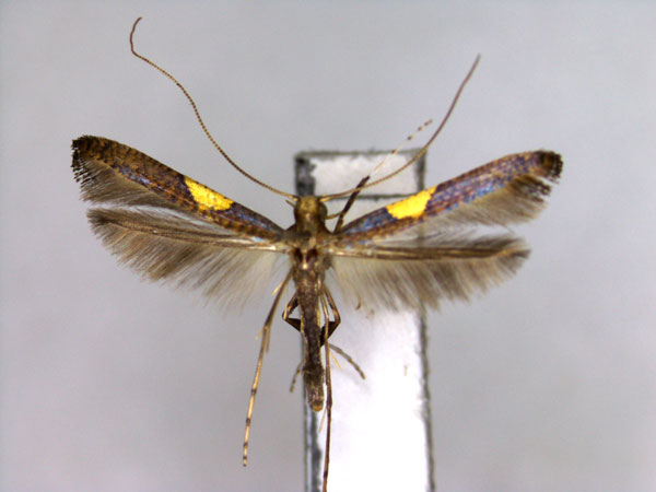 /filer/webapps/moths_gc/media/images/T/theivora_Caloptilia_A_3_EIHU.jpg
