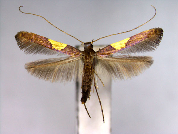 /filer/webapps/moths_gc/media/images/T/theivora_Caloptilia_A_EIHU.jpg