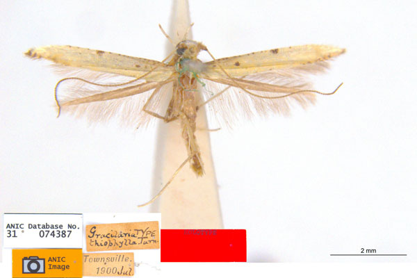 /filer/webapps/moths_gc/media/images/T/thiophylla_Caloptilia_HT_ANIC.jpg