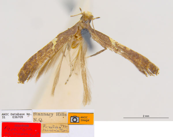 /filer/webapps/moths_gc/media/images/T/thiosema_Caloptilia_HT_ANIC.jpg