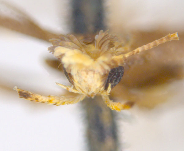 /filer/webapps/moths_gc/media/images/T/thiosema_Caloptilia_HT_head_ANIC.jpg
