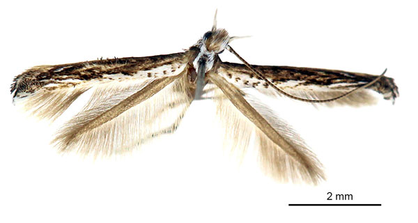 /filer/webapps/moths_gc/media/images/T/thraustica_Stomphastis_A_De-Prins-etal_2025_256.jpg