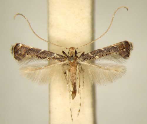 /filer/webapps/moths_gc/media/images/T/thrypticosema_Phodoryctis_PT_TMSA6231.jpg