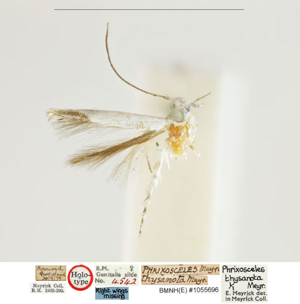 /filer/webapps/moths_gc/media/images/T/thysanota_Phrixosceles_HT_BMNH_1055696_TjBMHts.jpg