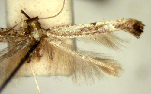 /filer/webapps/moths_gc/media/images/T/titanitis_Caloptilia_HT_TMSA2599.jpg