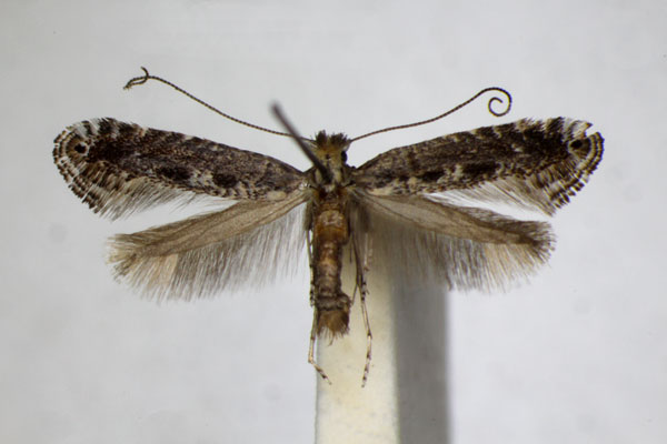 /filer/webapps/moths_gc/media/images/T/torquillella_Parornix_A_ZSM_3.jpg