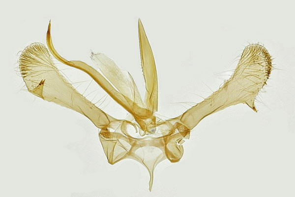 /filer/webapps/moths_gc/media/images/T/torquillella_Parornix_GM_Hall.jpg