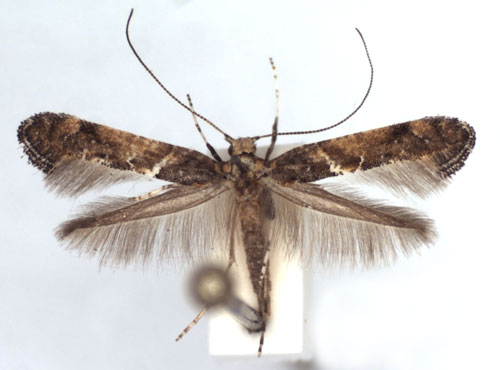 /filer/webapps/moths_gc/media/images/T/toubkalella_Gracillaria_PT_WJDP.jpg