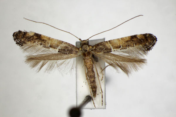 /filer/webapps/moths_gc/media/images/T/toubkalella_Gracillaria_PT_ZSM.jpg