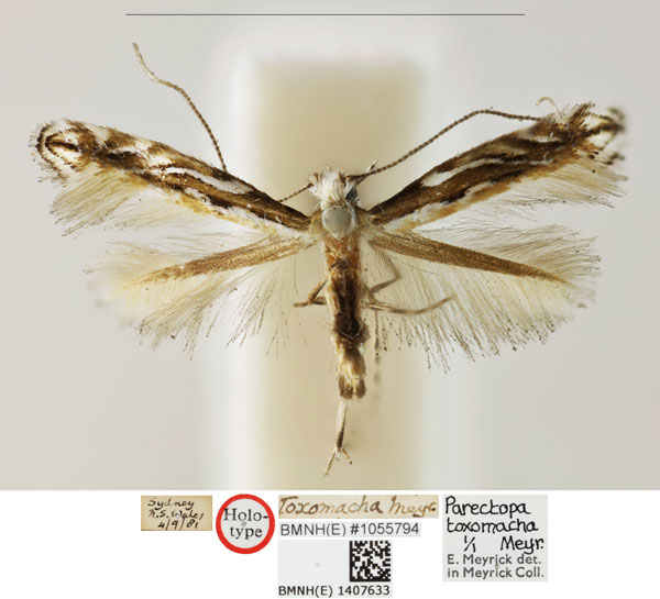 /filer/webapps/moths_gc/media/images/T/toxomacha_Parectopa_HT_BMNH_1407633.jpg