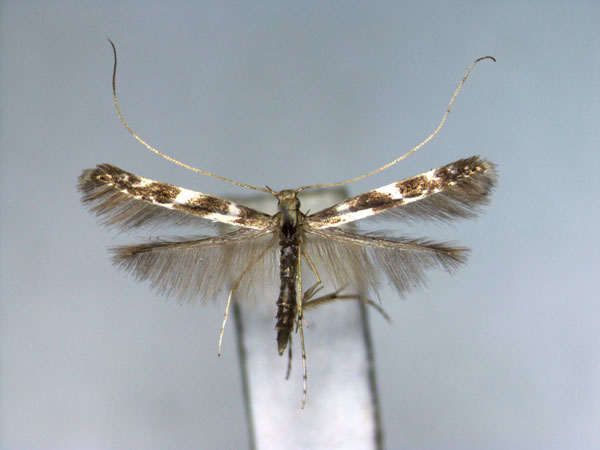 /filer/webapps/moths_gc/media/images/T/transecta_Acrocercops_A_EIHU.jpg