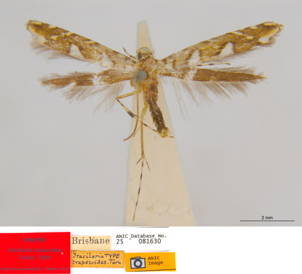 /filer/webapps/moths_gc/media/images/T/trapezoides_Acrocercops_ST_ANIC.jpg